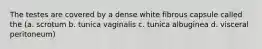 The testes are covered by a dense white fibrous capsule called the (a. scrotum b. tunica vaginalis c. tunica albuginea d. visceral peritoneum)