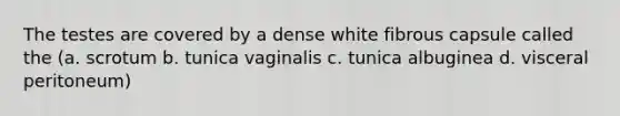 The testes are covered by a dense white fibrous capsule called the (a. scrotum b. tunica vaginalis c. tunica albuginea d. visceral peritoneum)