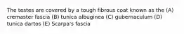 The testes are covered by a tough fibrous coat known as the (A) cremaster fascia (B) tunica albuginea (C) gubernaculum (D) tunica dartos (E) Scarpa's fascia