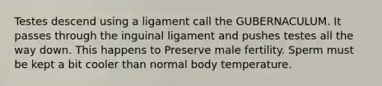 Testes descend using a ligament call the GUBERNACULUM. It passes through the inguinal ligament and pushes testes all the way down. This happens to Preserve male fertility. Sperm must be kept a bit cooler than normal body temperature.