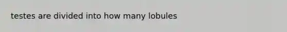 testes are divided into how many lobules