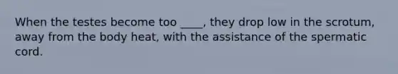 When the testes become too ____, they drop low in the scrotum, away from the body heat, with the assistance of the spermatic cord.