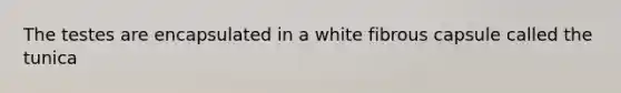 The testes are encapsulated in a white fibrous capsule called the tunica