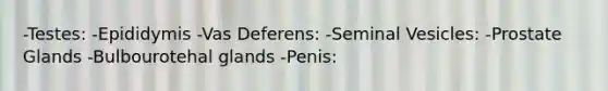 -Testes: -Epididymis -Vas Deferens: -Seminal Vesicles: -Prostate Glands -Bulbourotehal glands -Penis: