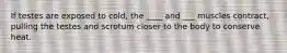If testes are exposed to cold, the ____ and ___ muscles contract, pulling the testes and scrotum closer to the body to conserve heat.
