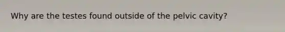 Why are the testes found outside of the pelvic cavity?