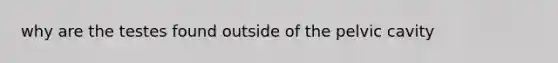 why are the testes found outside of the pelvic cavity