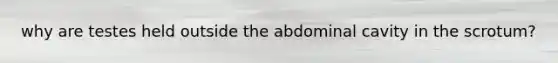 why are testes held outside the abdominal cavity in the scrotum?