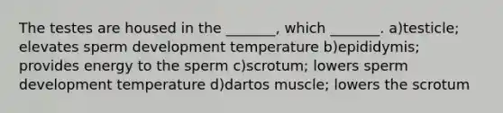 The testes are housed in the _______, which _______. a)testicle; elevates sperm development temperature b)epididymis; provides energy to the sperm c)scrotum; lowers sperm development temperature d)dartos muscle; lowers the scrotum