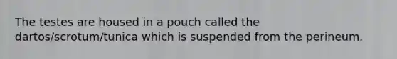 The testes are housed in a pouch called the dartos/scrotum/tunica which is suspended from the perineum.