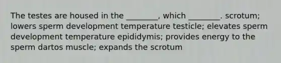 The testes are housed in the ________, which ________. scrotum; lowers sperm development temperature testicle; elevates sperm development temperature epididymis; provides energy to the sperm dartos muscle; expands the scrotum