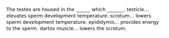 The testes are housed in the ______ which _______. testicle... elevates sperm development temperature. scrotum... lowers sperm development temperature. epididymis... provides energy to the sperm. dartos muscle... lowers the scrotum.