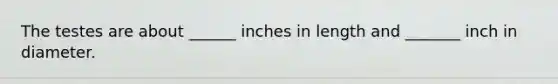 The testes are about ______ inches in length and _______ inch in diameter.