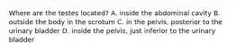 Where are the testes located? A. inside the abdominal cavity B. outside the body in the scrotum C. in the pelvis, posterior to the urinary bladder D. inside the pelvis, just inferior to the urinary bladder