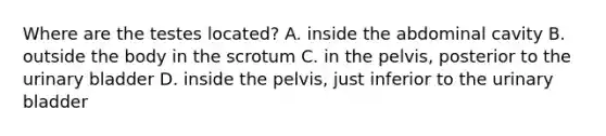 Where are the testes located? A. inside the abdominal cavity B. outside the body in the scrotum C. in the pelvis, posterior to the urinary bladder D. inside the pelvis, just inferior to the urinary bladder