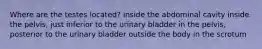 Where are the testes located? inside the abdominal cavity inside the pelvis, just inferior to the urinary bladder in the pelvis, posterior to the urinary bladder outside the body in the scrotum