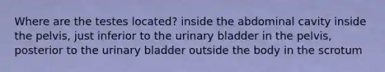 Where are the testes located? inside the abdominal cavity inside the pelvis, just inferior to the <a href='https://www.questionai.com/knowledge/kb9SdfFdD9-urinary-bladder' class='anchor-knowledge'>urinary bladder</a> in the pelvis, posterior to the urinary bladder outside the body in the scrotum