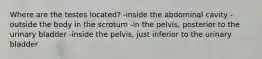 Where are the testes located? -inside the abdominal cavity -outside the body in the scrotum -in the pelvis, posterior to the urinary bladder -inside the pelvis, just inferior to the urinary bladder