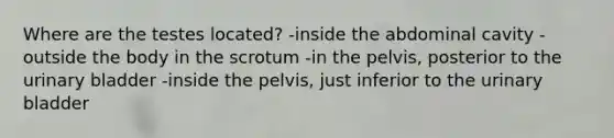 Where are the testes located? -inside the abdominal cavity -outside the body in the scrotum -in the pelvis, posterior to the urinary bladder -inside the pelvis, just inferior to the urinary bladder