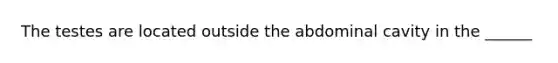 The testes are located outside the abdominal cavity in the ______