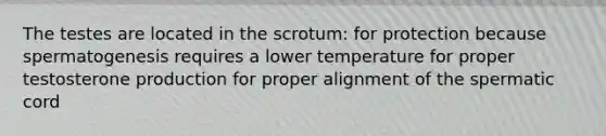 The testes are located in the scrotum: for protection because spermatogenesis requires a lower temperature for proper testosterone production for proper alignment of the spermatic cord