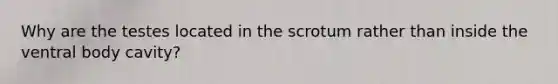 Why are the testes located in the scrotum rather than inside the ventral body cavity?