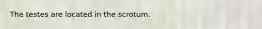 The testes are located in the scrotum.