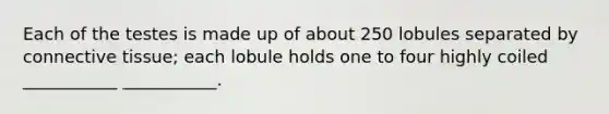 Each of the testes is made up of about 250 lobules separated by connective tissue; each lobule holds one to four highly coiled ___________ ___________.