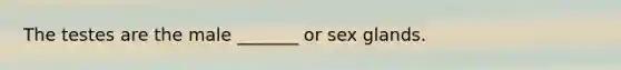 The testes are the male _______ or sex glands.