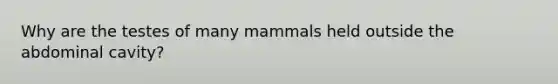 Why are the testes of many mammals held outside the abdominal cavity?