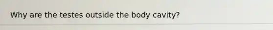 Why are the testes outside the body cavity?