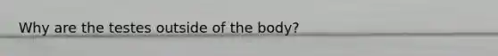 Why are the testes outside of the body?