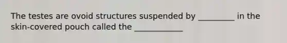 The testes are ovoid structures suspended by _________ in the skin-covered pouch called the ____________