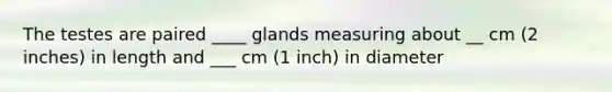 The testes are paired ____ glands measuring about __ cm (2 inches) in length and ___ cm (1 inch) in diameter