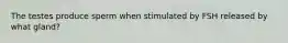 The testes produce sperm when stimulated by FSH released by what gland?