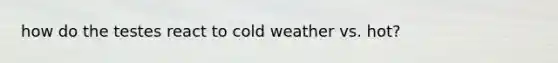 how do the testes react to cold weather vs. hot?