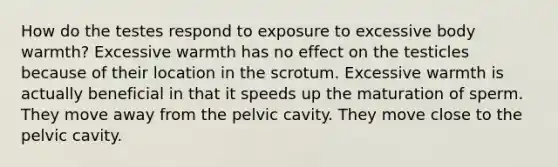 How do the testes respond to exposure to excessive body warmth? Excessive warmth has no effect on the testicles because of their location in the scrotum. Excessive warmth is actually beneficial in that it speeds up the maturation of sperm. They move away from the pelvic cavity. They move close to the pelvic cavity.