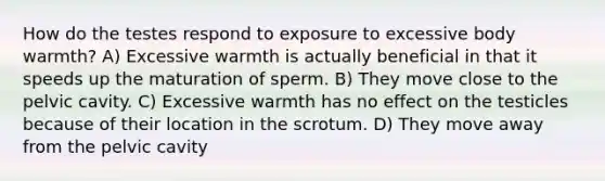 How do the testes respond to exposure to excessive body warmth? A) Excessive warmth is actually beneficial in that it speeds up the maturation of sperm. B) They move close to the pelvic cavity. C) Excessive warmth has no effect on the testicles because of their location in the scrotum. D) They move away from the pelvic cavity