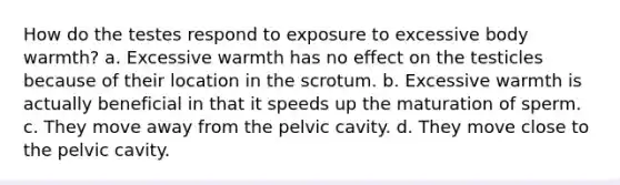 How do the testes respond to exposure to excessive body warmth? a. Excessive warmth has no effect on the testicles because of their location in the scrotum. b. Excessive warmth is actually beneficial in that it speeds up the maturation of sperm. c. They move away from the pelvic cavity. d. They move close to the pelvic cavity.