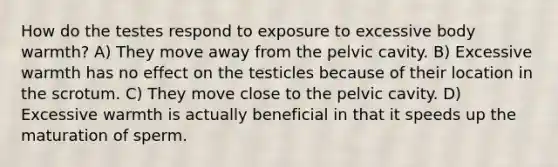 How do the testes respond to exposure to excessive body warmth? A) They move away from the pelvic cavity. B) Excessive warmth has no effect on the testicles because of their location in the scrotum. C) They move close to the pelvic cavity. D) Excessive warmth is actually beneficial in that it speeds up the maturation of sperm.