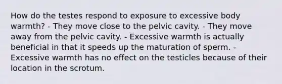 How do the testes respond to exposure to excessive body warmth? - They move close to the pelvic cavity. - They move away from the pelvic cavity. - Excessive warmth is actually beneficial in that it speeds up the maturation of sperm. - Excessive warmth has no effect on the testicles because of their location in the scrotum.