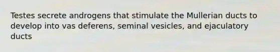 Testes secrete androgens that stimulate the Mullerian ducts to develop into vas deferens, seminal vesicles, and ejaculatory ducts