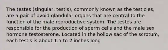 The testes (singular: testis), commonly known as the testicles, are a pair of ovoid glandular organs that are central to the function of <a href='https://www.questionai.com/knowledge/ko2jTOWz3J-the-male-reproductive-system' class='anchor-knowledge'>the male reproductive system</a>. The testes are responsible for the production of sperm cells and the male sex hormone testosterone. Located in the hollow sac of the scrotum, each testis is about 1.5 to 2 inches long