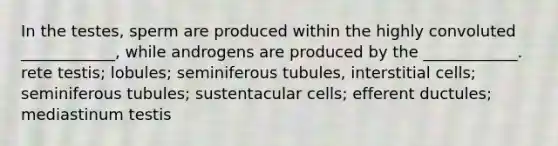 In the testes, sperm are produced within the highly convoluted ____________, while androgens are produced by the ____________. rete testis; lobules; seminiferous tubules, interstitial cells; seminiferous tubules; sustentacular cells; efferent ductules; mediastinum testis