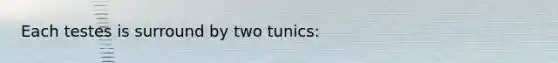 Each testes is surround by two tunics: