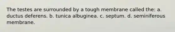 The testes are surrounded by a tough membrane called the: a. ductus deferens. b. tunica albuginea. c. septum. d. seminiferous membrane.