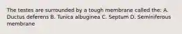 The testes are surrounded by a tough membrane called the: A. Ductus deferens B. Tunica albuginea C. Septum D. Seminiferous membrane