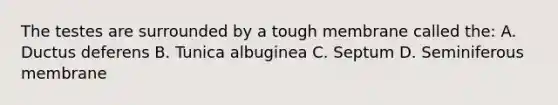 The testes are surrounded by a tough membrane called the: A. Ductus deferens B. Tunica albuginea C. Septum D. Seminiferous membrane