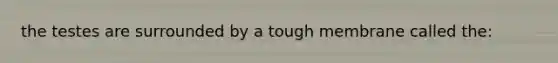 the testes are surrounded by a tough membrane called the: