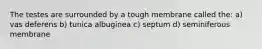 The testes are surrounded by a tough membrane called the: a) vas deferens b) tunica albuginea c) septum d) seminiferous membrane